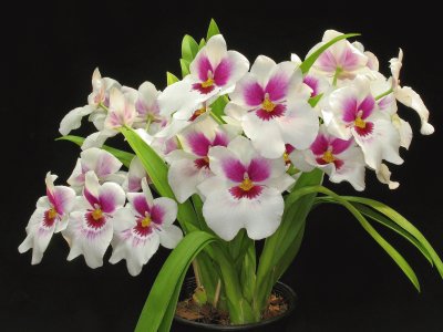 orquidea violeta