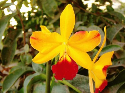 orquidea amarilla
