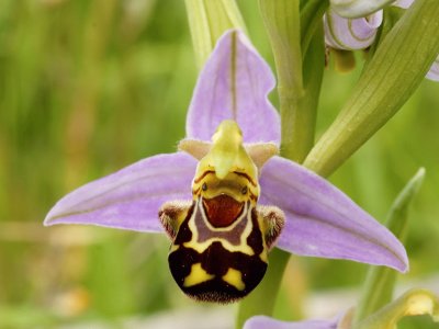 orquidea abeja jigsaw puzzle