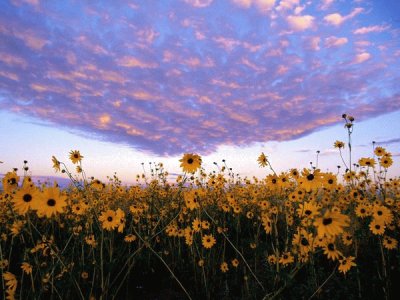 NATUREZA