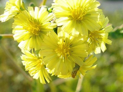 Small yellow wildflowers