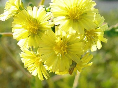 Small yellow wildflowers jigsaw puzzle