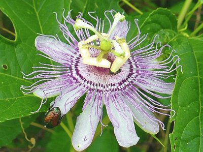פאזל של Passion flower with beetle
