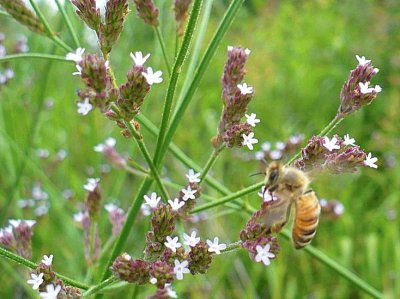 פאזל של Tiny pale lavender wildflowers with bee