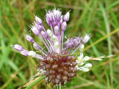 Flowering wild chives jigsaw puzzle