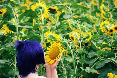 פאזל של girasoles