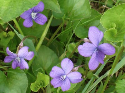 Wild violets jigsaw puzzle