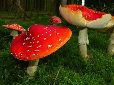 Amanita Muscaria, Setas .jpg