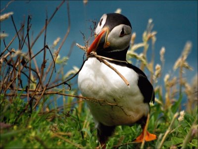 PingÃ¼ino jigsaw puzzle