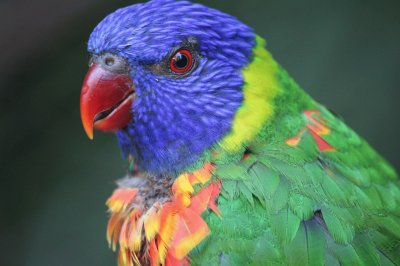 Ave-Perico.jpg jigsaw puzzle