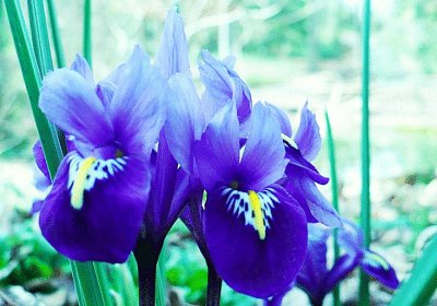 Small iris-family flower