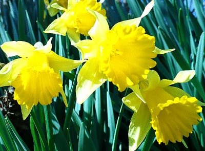 Small daffodils2 jigsaw puzzle