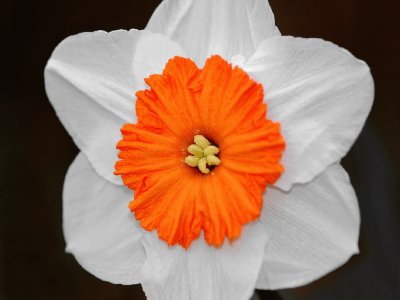 פאזל של Narciso bicolor- flor.jpg