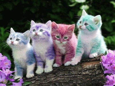 פאזל של Colorido-Gatitos.jpg