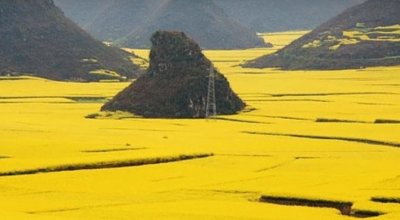 פאזל של Canola Flowers