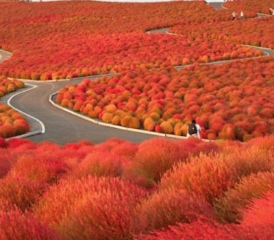 Hitachi Seaside Park jigsaw puzzle