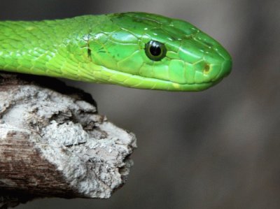 green snake