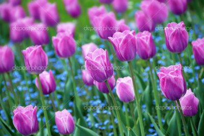פאזל של Tulipanes violetas
