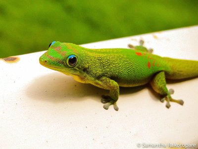 פאזל של Gecko verde