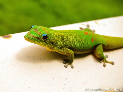 Gecko verde