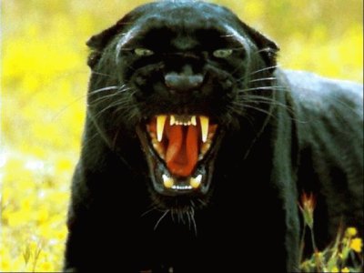 פאזל של Black Panthera