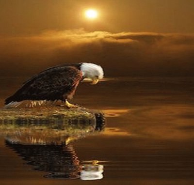 eagel jigsaw puzzle