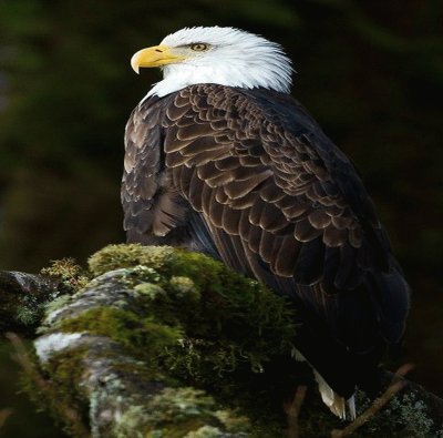 eagel jigsaw puzzle