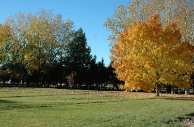 OtoÃ±o en 25 de Mayo. La Pampa. Argentina jigsaw puzzle