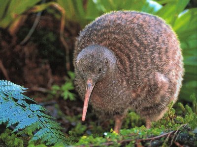 Kiwi de Nueva Zelanda