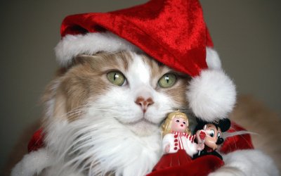 Gato Noel