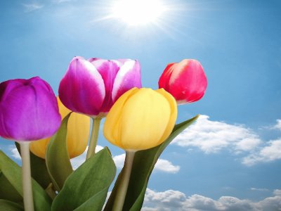 Tulipanes- Primavera, Colorido