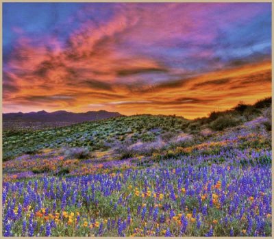 spring in the desert
