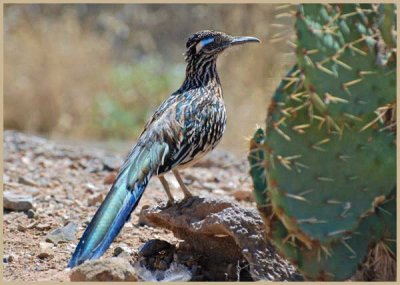 פאזל של road runner