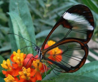פאזל של butterfly glass