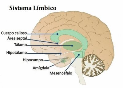 פאזל של sistema limbico