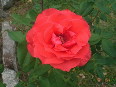 Rosa 2