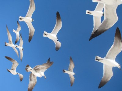 Gaviotas jigsaw puzzle