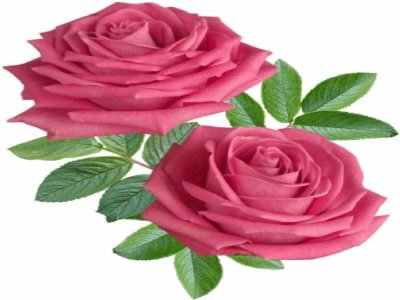 Rosas-Flores