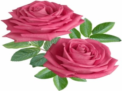 Rosas-Flores jigsaw puzzle