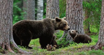 פאזל של bear-cubs