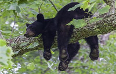 פאזל של black-bear