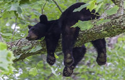 black-bear jigsaw puzzle