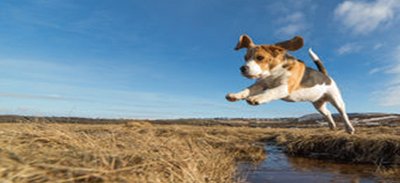 dog-jumping jigsaw puzzle