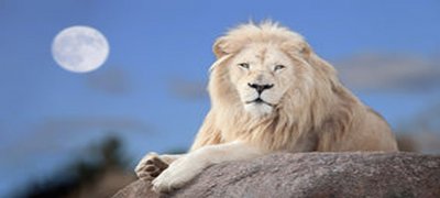 פאזל של white-lion