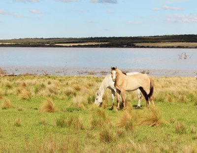 caballos jigsaw puzzle