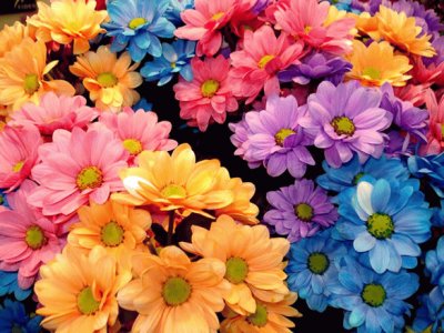 flower color jigsaw puzzle