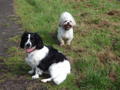 Two tired dogs jigsaw puzzle