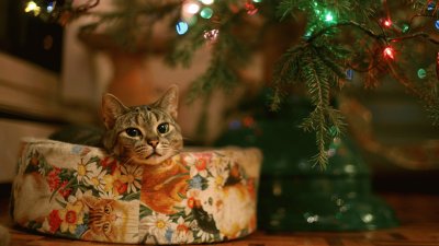 christmas cat jigsaw puzzle