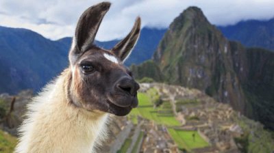 פאזל של Machupicchu y llama