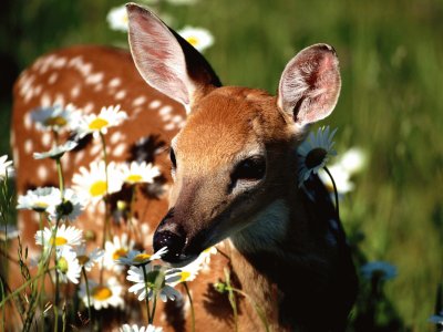 fawn jigsaw puzzle